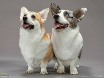 Welsh Corgis Wallpaper
