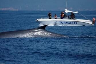 Turmares Tarifa Whale Dolphin Watching Planet
