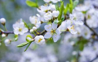 Appleblossom Art Wallpaper On