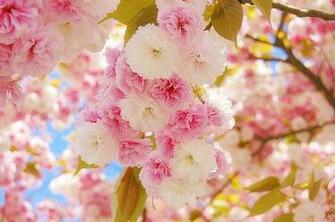 Cute Flowers Nature Pink Pretty Image On Favim