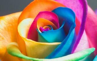 Rainbow Flowers