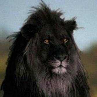 Black Lion Image Natural Photos HD Wallpaper
