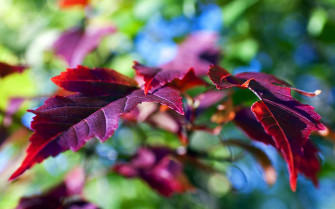 Fall Autumn Foliage Wallpaper HD
