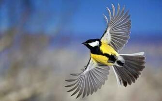 Flying Birds Wallpaper Top Desktop