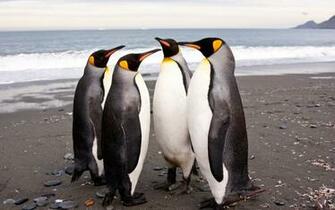 Penguins Shore Many Pack Family Stock Photos Image HD