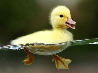Ducks Wallpaper Wild Bird Photo Gallery