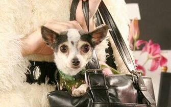Chihuahua In Handbag Wallpaper More
