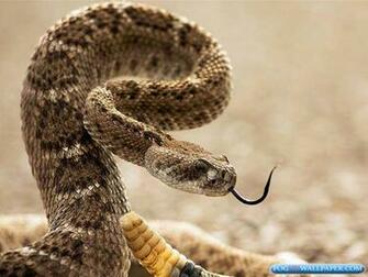 Rattle Snakes Photos Fog HD Wallpaper