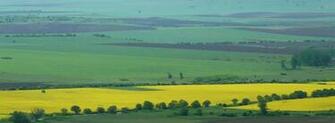 Field Wallpaper