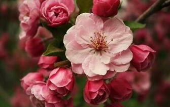 Spring Flowers Picture Wallpaper HD Site