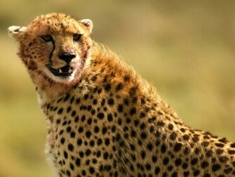 Cheetah HD Wallpaper Pictures Image Background Photos