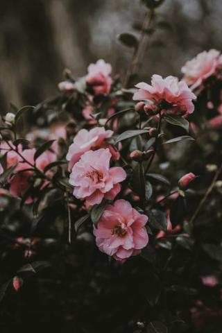 Photo Wild Rose Bush Pink Pictures On Fonwall