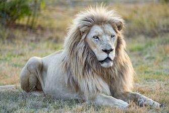 White Lion Wallpaper HD High Quality