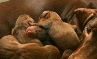 Puppies Stock Is A Great Wallpaper For Your Computer Desktop