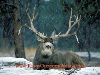 Mule Deer Wallpaper Snow Buck