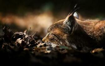 Wild Cat Wallpaper