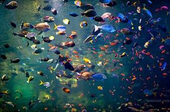 Colorful Underwater Fish All Photography