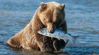 Grizzly Bear Background