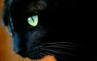 Black Cat With Green Eyes Close Up Wallpaper And Image