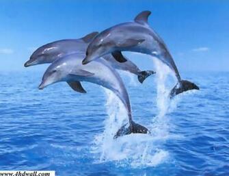 Dolphin Mobile Wallpaper Top HD For You And Your