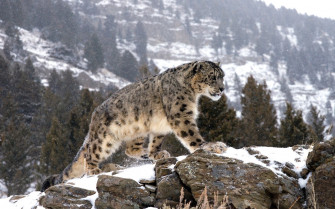 Majestic Snow Leopard In HD Wallpaper