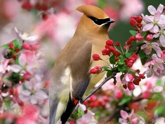 Birds Wallpaper Bird