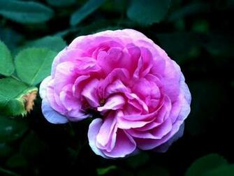 Marvelous Wallpaper Light Pink Flower HD