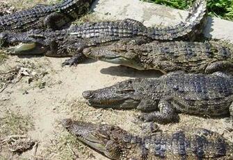 Sundarbans National Park