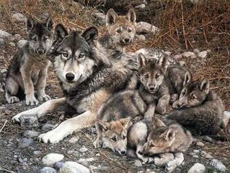 Wolf Screensaver Screensavers
