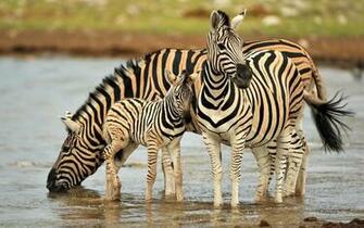 Zebra Family Wallpaper Computer Screen
