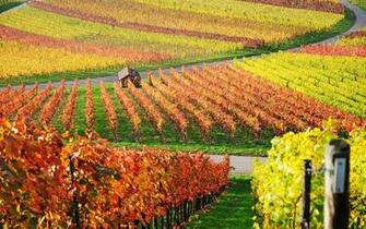 Fall Vineyard Wallpaper Myspace Background