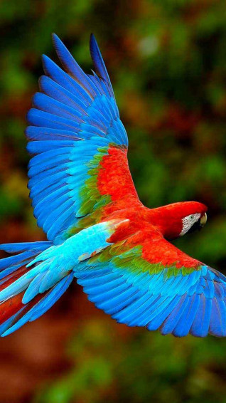 Eclectus Parrot HD Wallpaper iPhone 6s