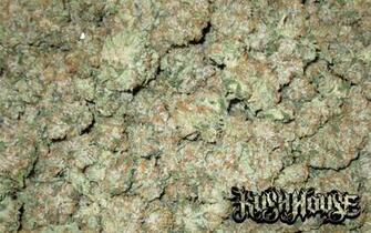 Og Kush Wallpaper New House Link