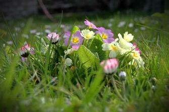 Grass Field Spring Flowers Bokeh Wallpaper