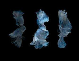 Siamese Fighting Fish Betta Splendens Anatta By Jirawat