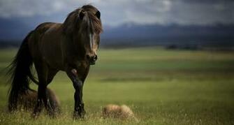 Horse Stallion Muzzle Mane Wallpaper