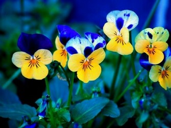 Spring Flowers Desktop Pc And Mac Wallpaper