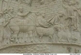 Chianina Andrea Gaddini