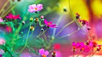 Flowers Wallpaper Full HD HDtv FHD 1080p Desktop Background