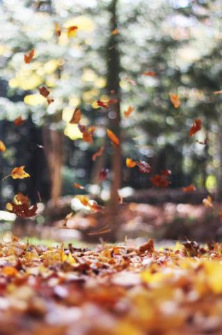 Best Fall Wallpaper For Your iPhone S Home Screen Aesthetic