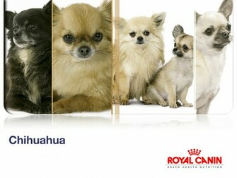 Chihuahua Wallpaper Dogs