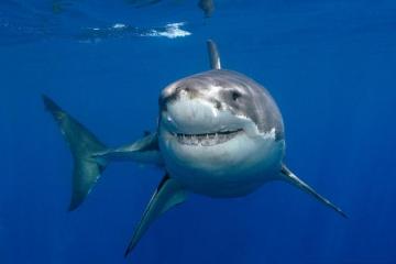 4k Shark Wallpaper Background Image