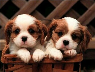 Cute Puppy Desktop Wallpaper