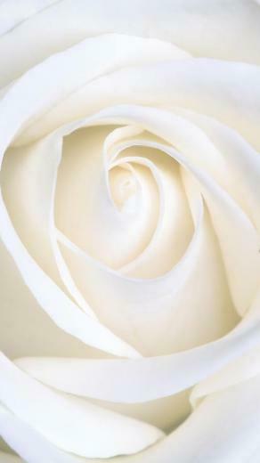 Pure White Rose Wallpaper iPhone