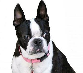Boston Terrier Wallpaper Background