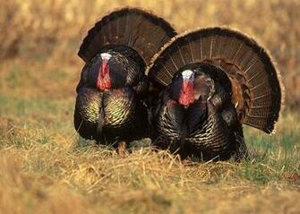 Biggest Threats To Wild Turkey Populations In Game Fish