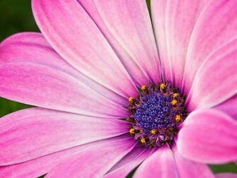 Wedding Flowers Pink Flower Background Wallpaper Image