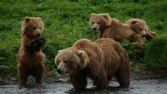 Grizzly Bear For Desktop Background