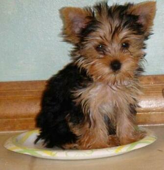Teacup Yorkie Yorkies