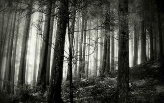 Black And White Forest Wallpaper HD Pretty